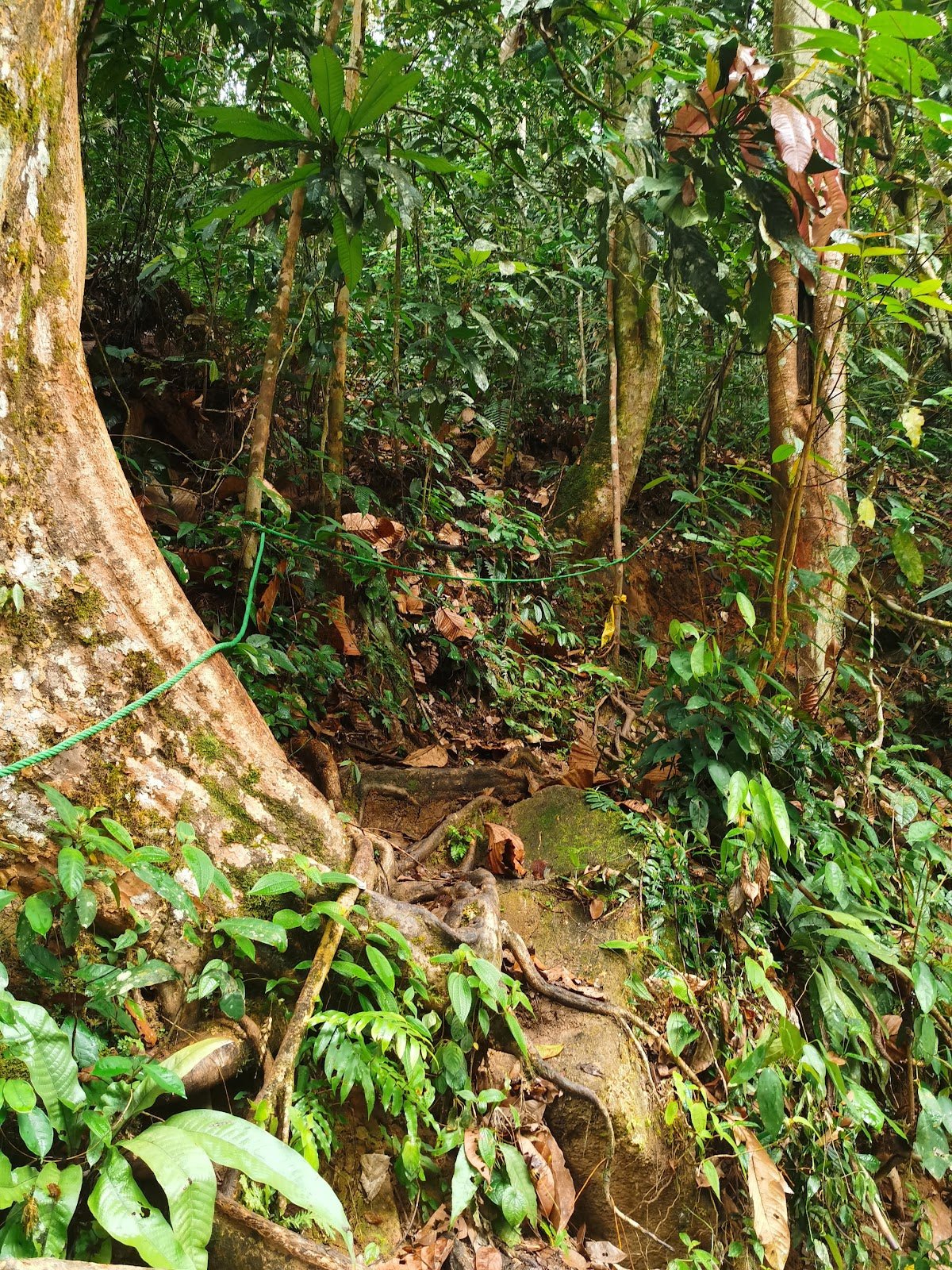 Gunung Liang, Perak: A Hiker's Guide (2026) - TAHAN Outdoor