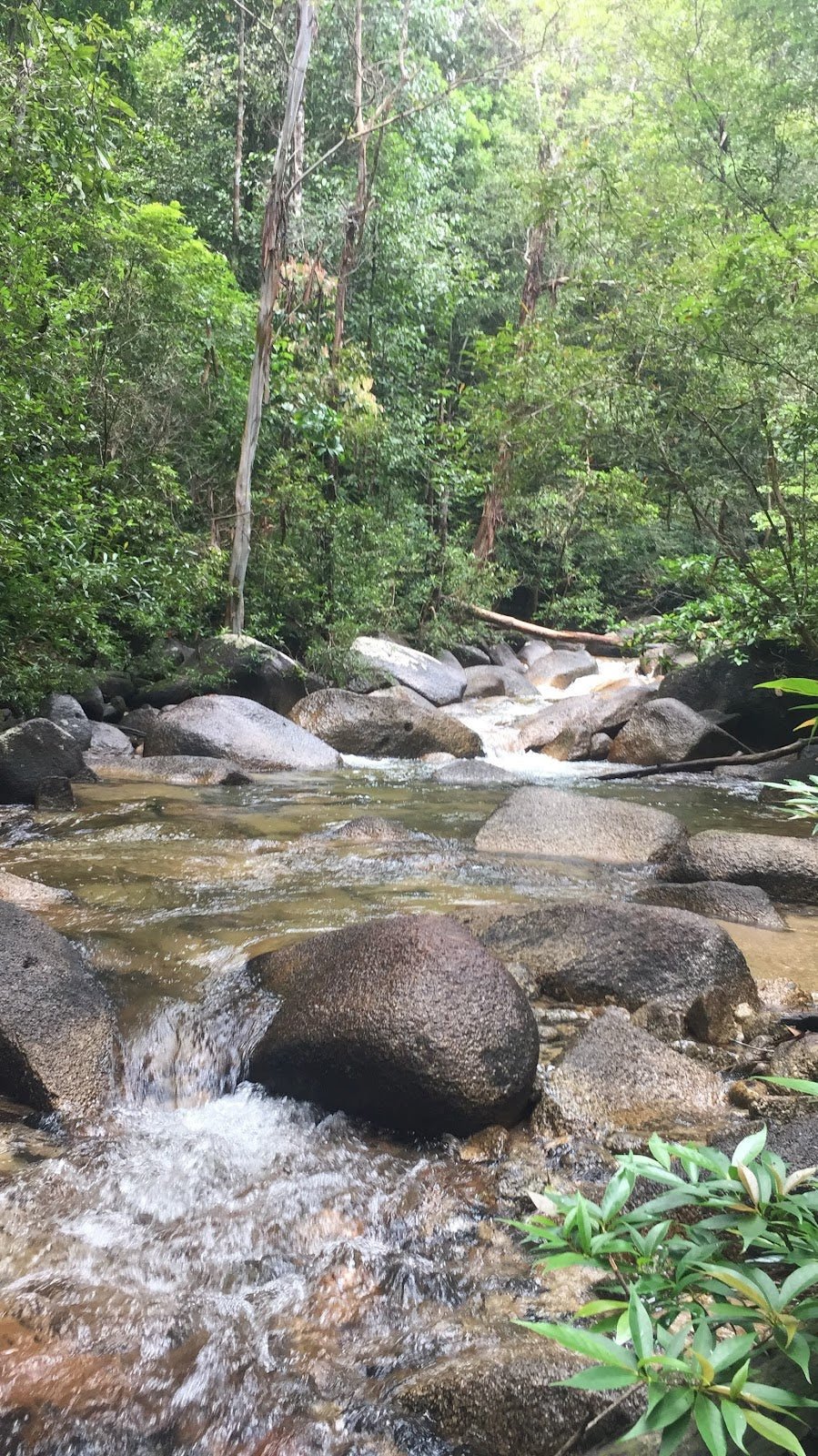 Gunung Tebu, Terengganu: A Hiker's Guide (2026) - TAHAN Outdoor