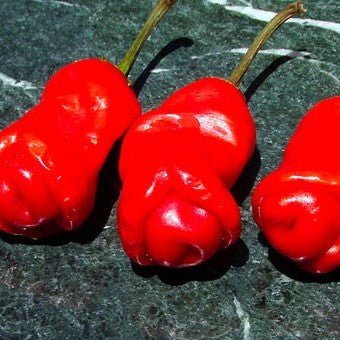 These 8 Weird Looking Plants Will Make You Go WTF2 - TAHAN Outdoor