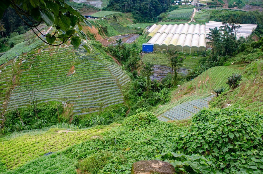 Azam's Orange Farm Campsite — Cameron Highlands Camping With a Twist - TAHAN Outdoor