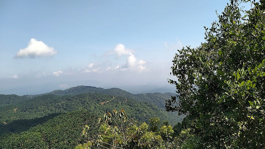 Bukit Gapis, Melaka: A Hiker's Guide (2026) - TAHAN Outdoor