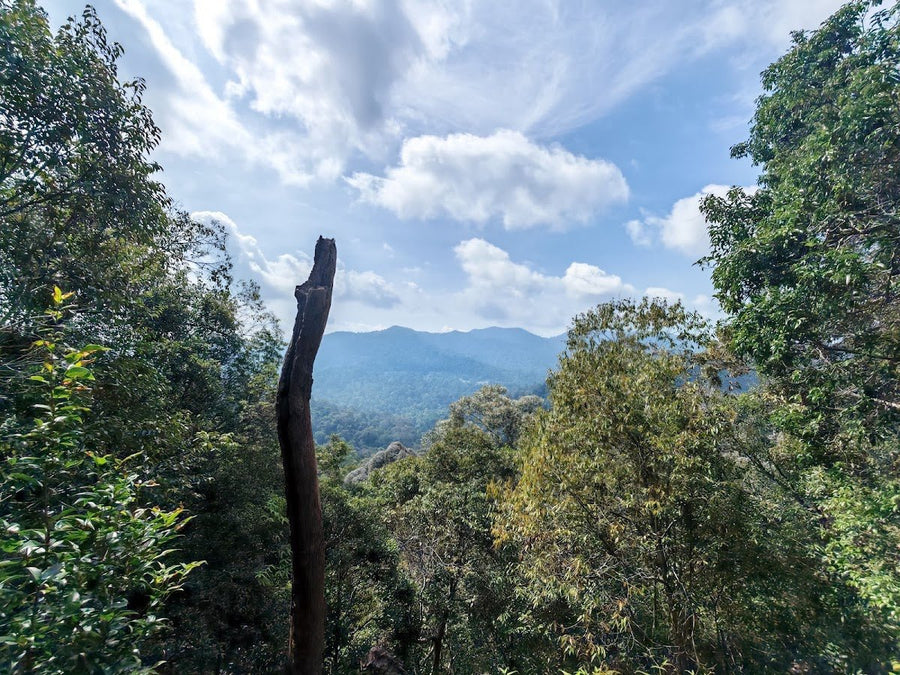 Bukit Teresek, Taman Negara: A Hiker's Guide (2026) - TAHAN Outdoor