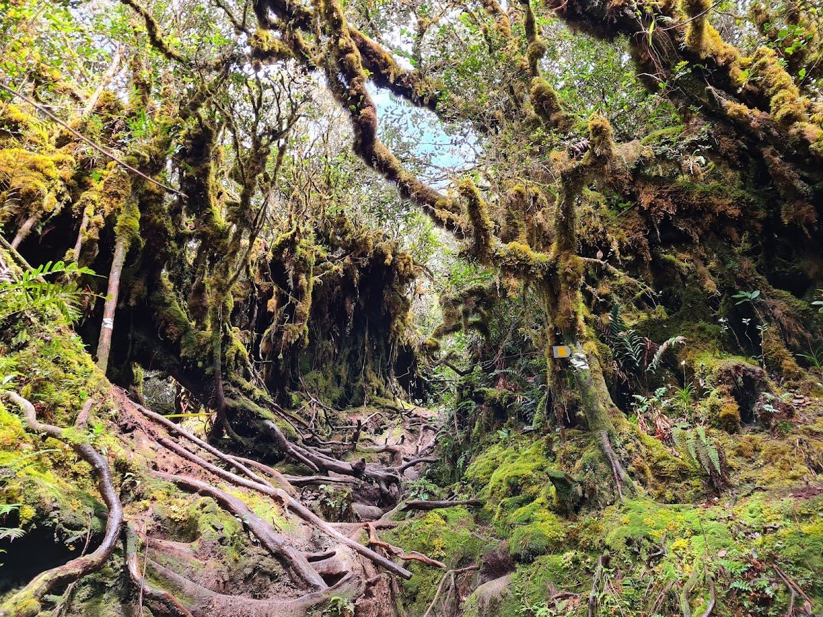 Conquering Gunung Irau, A basic walkthrough guide - Mount Irau Adventure Time - TAHAN Outdoor