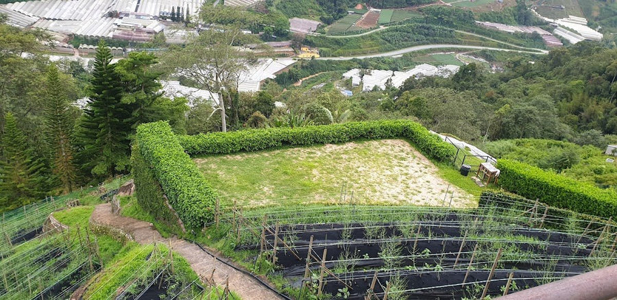Cozy Leisure Farm Cameron Highlands — A Farm Stay with a View That'll Make You Forget You're Camping - TAHAN Outdoor