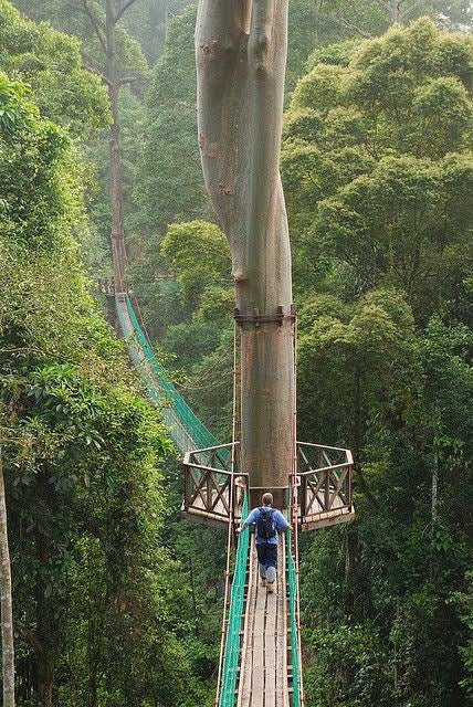 Danum Valley Conservation Area — Borneo's Primary Rainforest at Its Most Raw - TAHAN Outdoor
