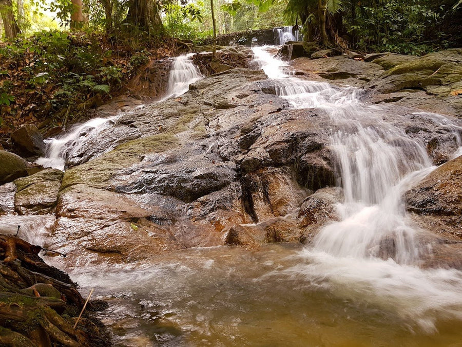 FRIM Camping Area — Read This Before You Drive There - TAHAN Outdoor