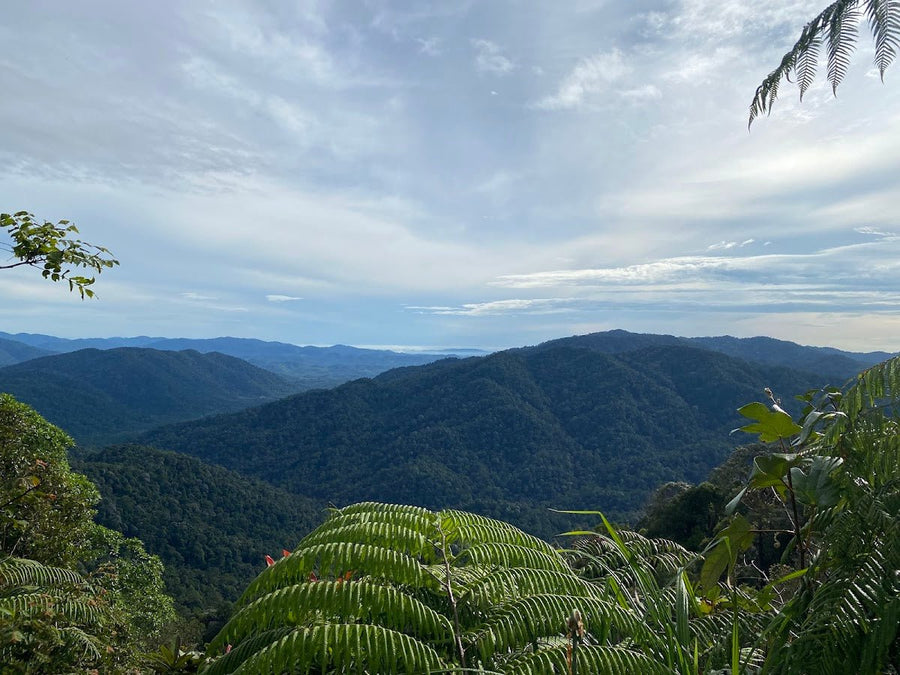 Gunung Angsi Peak — A Solid Hike Out of Negeri Sembilan - TAHAN Outdoor