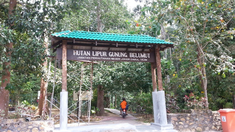 Gunung Belumut: A Hiker's Guide (2026) - TAHAN Outdoor