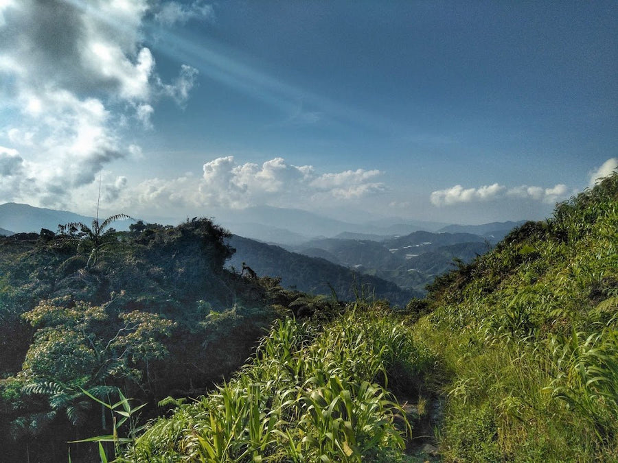 Gunung Jasar, Cameron Highlands: A Hiker's Guide (2026) - TAHAN Outdoor