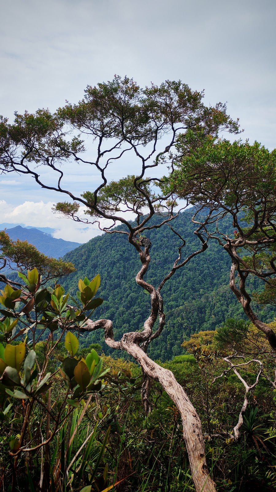 Gunung Lawit: A Hiker's Guide (2026) - TAHAN Outdoor