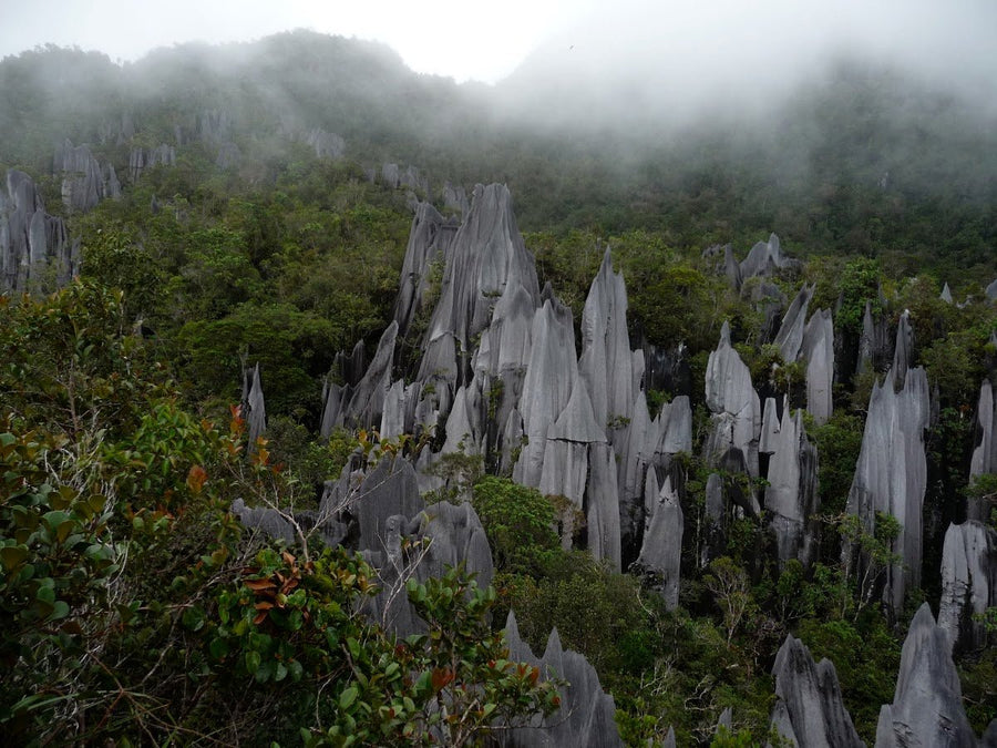 Gunung Mulu: A Hiker's Guide (2026) - TAHAN Outdoor