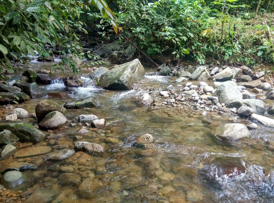 Gunung Nuang Recreational Forest — Not for the Faint-Hearted, But Worth It - TAHAN Outdoor