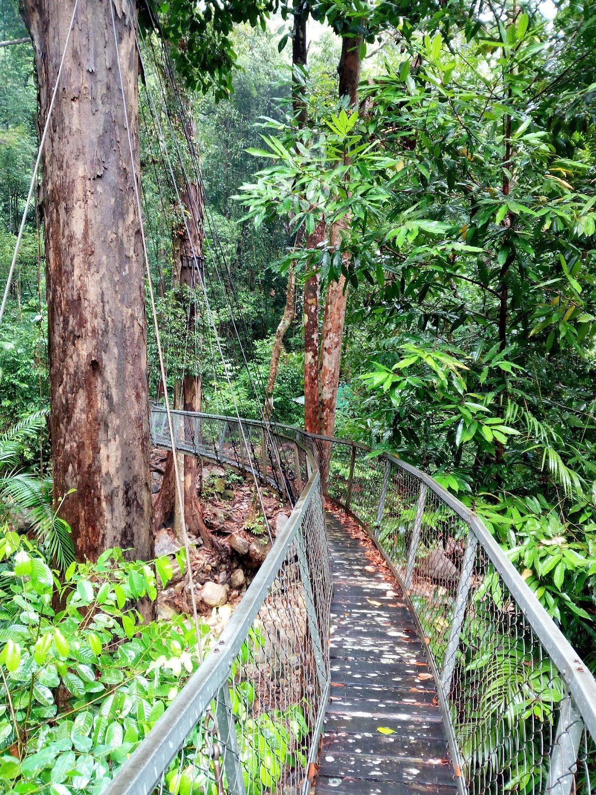 Gunung Santubong: A Hiker's Guide (2026) - TAHAN Outdoor