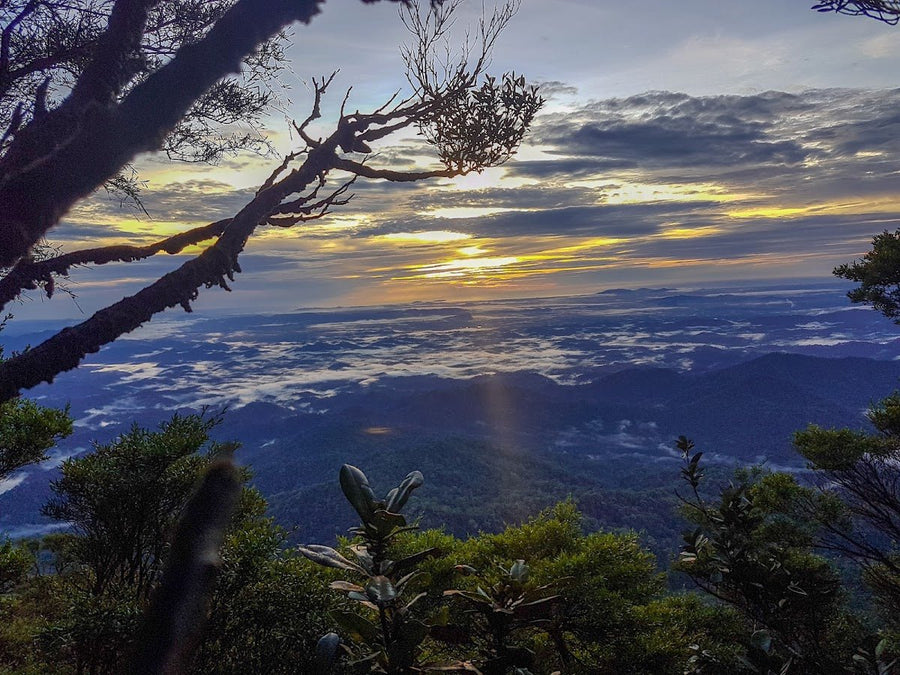 Gunung Tapis: A Hiker's Guide (2026) - TAHAN Outdoor