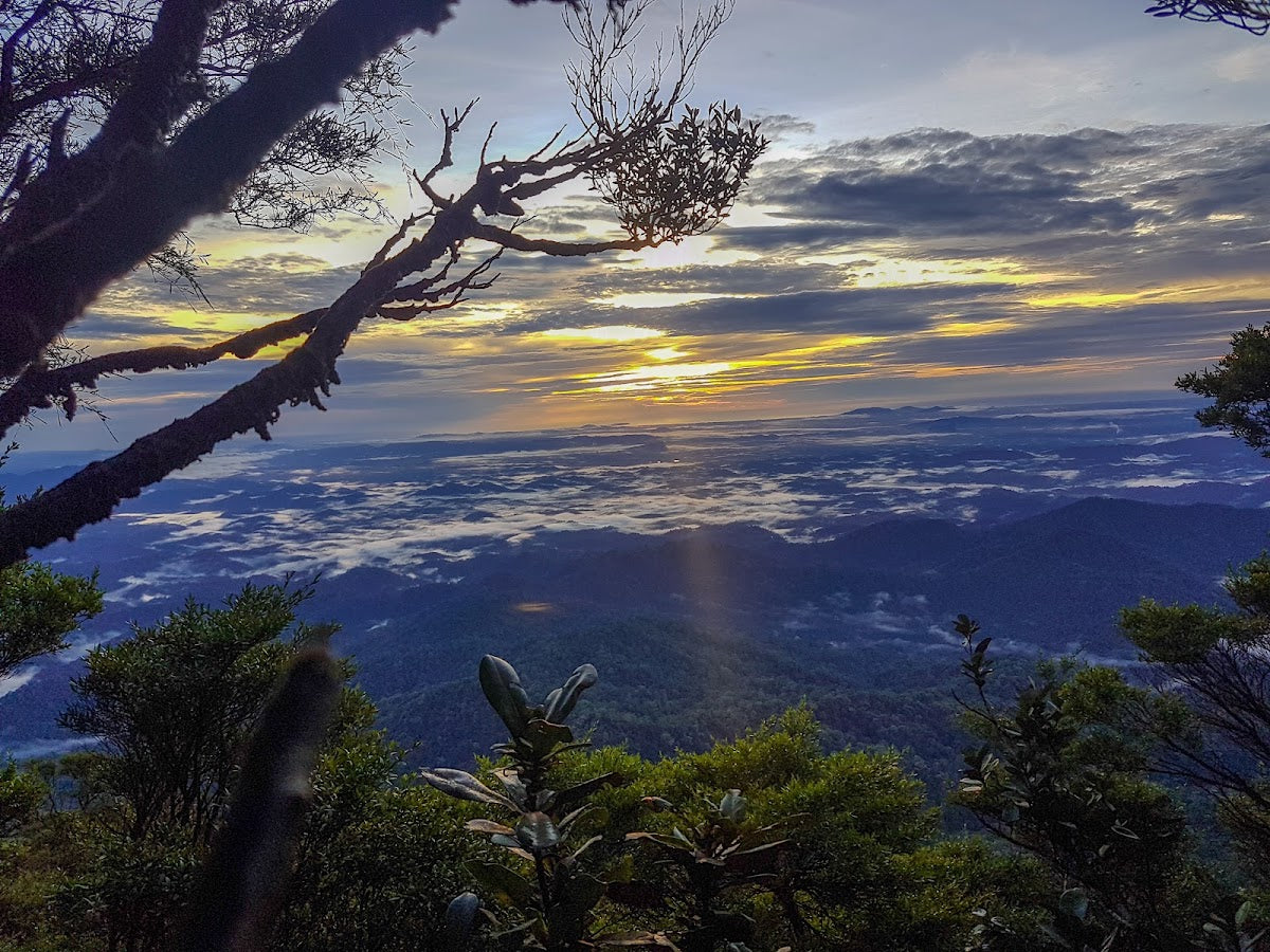 Gunung Tapis hiking trail