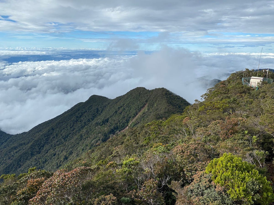 Gunung Trus Madi: A Hiker's Guide (2026) - TAHAN Outdoor