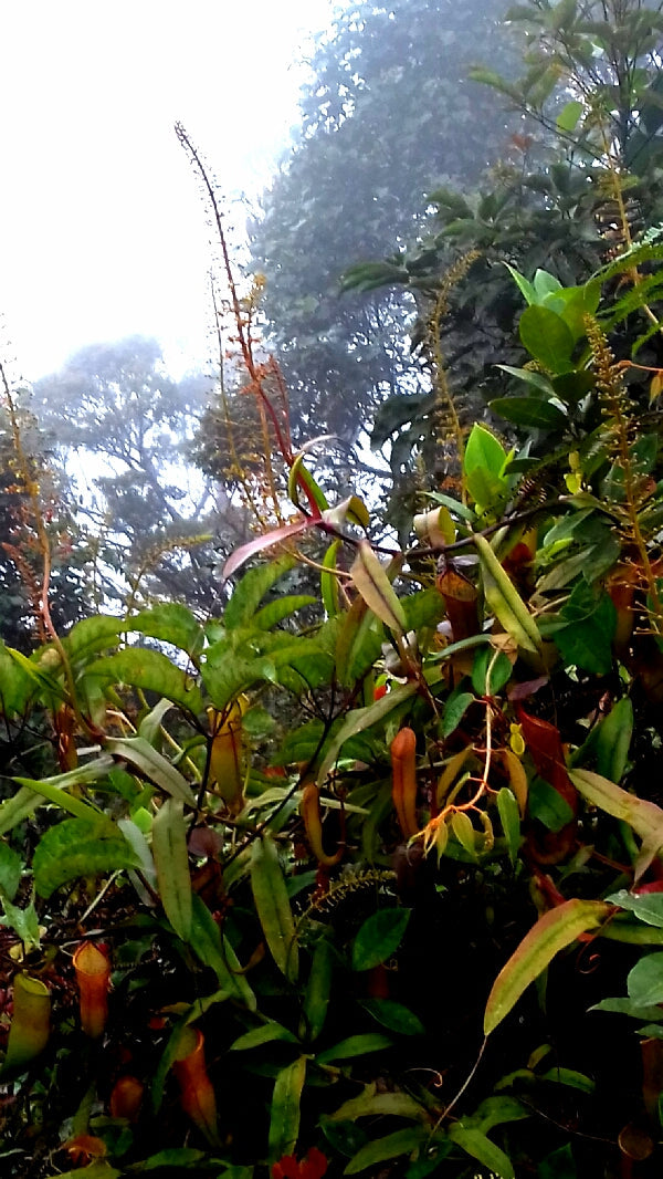 Gunung Ulu Kali hiking trail