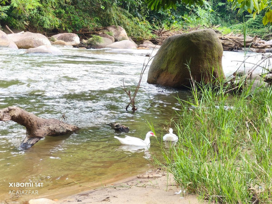 Kenaboi Adventure Camp, Negeri Sembilan — Great River, Complicated Management - TAHAN Outdoor