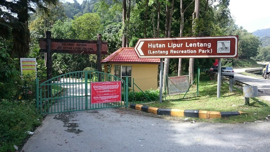 Lentang Forest Reserve — Quick Escape Off Karak Highway, But Know What You're Getting Into - TAHAN Outdoor