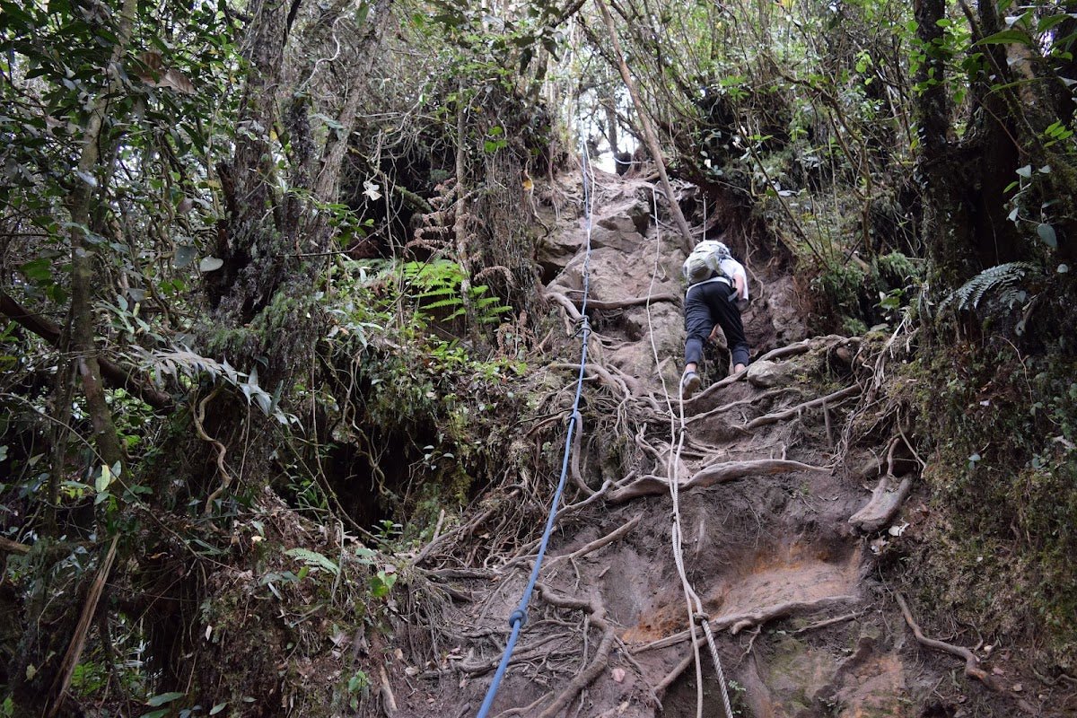 Pine Tree Trail, Fraser's Hill: A Hiker's Guide (2026) - TAHAN Outdoor