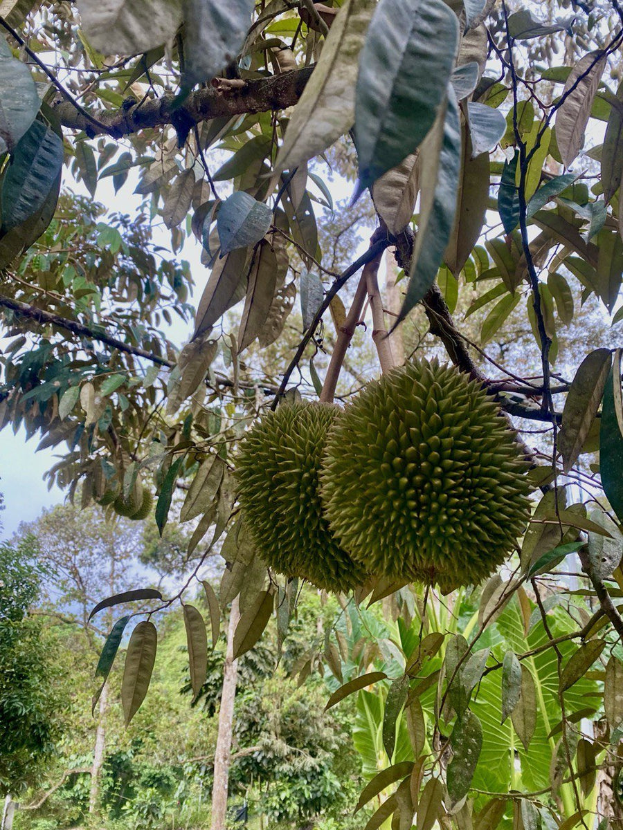 Rasa Durio Eco Glampz, Kuala Kubu Baru — Durian, Dusun, and a Proper Weekend Reset - TAHAN Outdoor