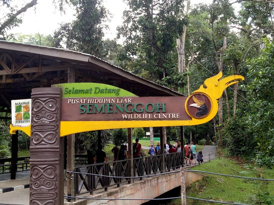 Semenggoh Nature Reserve — The Closest You'll Get to Wild Orangutans in Sarawak - TAHAN Outdoor