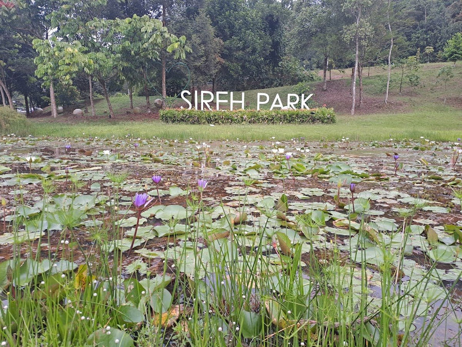 Sireh Park Camping Site, JB — Hutan Bandar Vibes Right in the City - TAHAN Outdoor