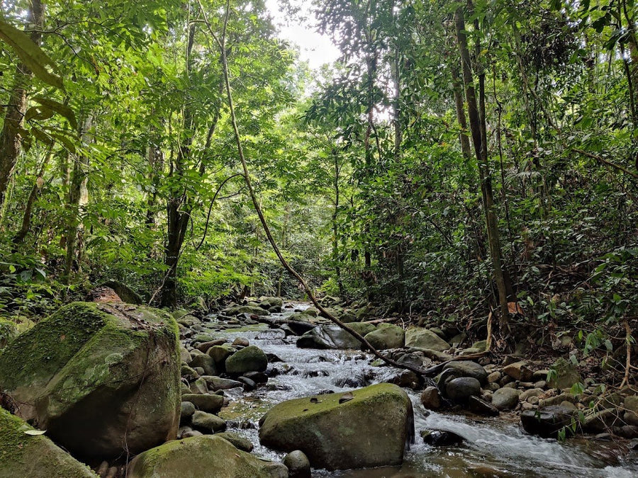 Sungai Congkak Recreational Forest — Day Trip Vibes, But Can You Camp Here? - TAHAN Outdoor