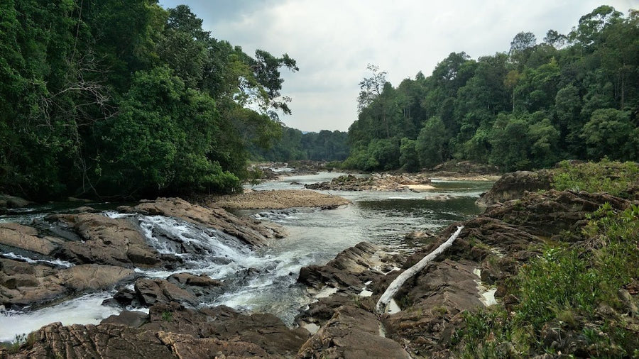 Taman Negara Endau-Rompin Review — Malaysia's Wildest Jungle Camp - TAHAN Outdoor