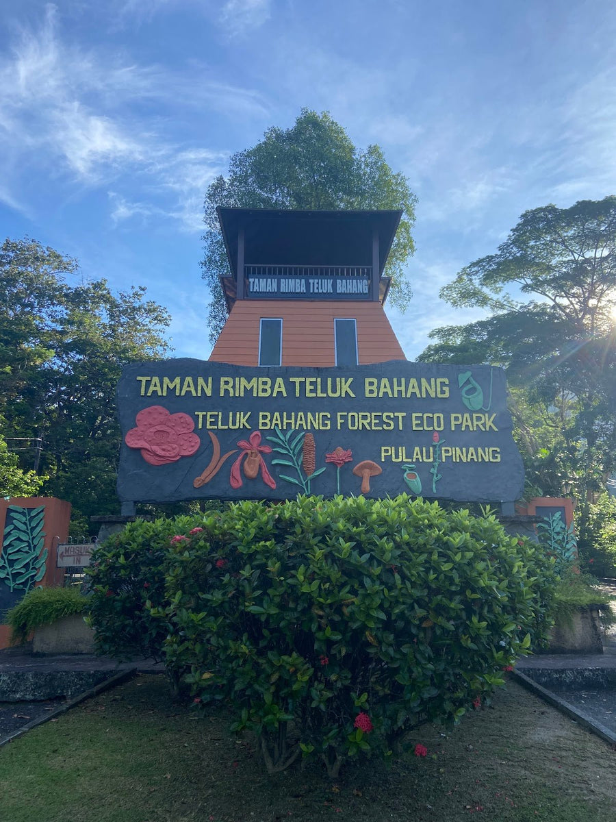 Teluk Bahang Forest — Day Out in Penang's Green Lung - TAHAN Outdoor