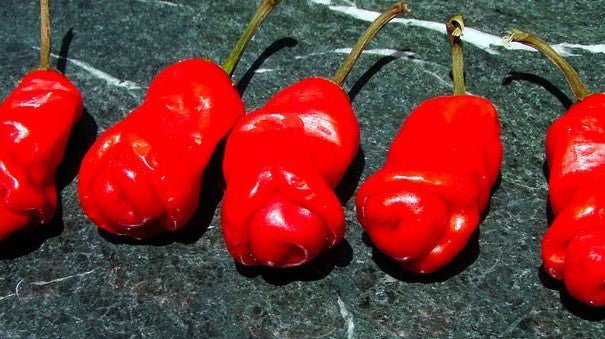 These 8 Weird Looking Plants Will Make You Go WTF3 - TAHAN Outdoor