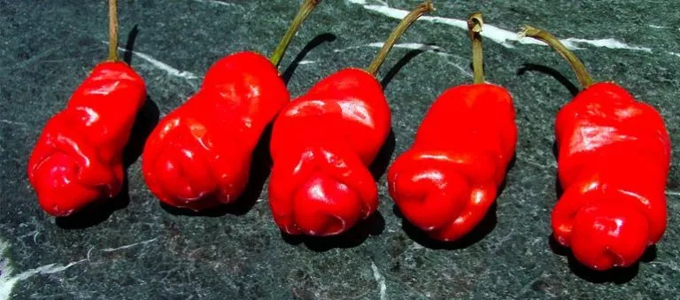 These 8 Weird Looking Plants Will Make You Go WTF | TAHAN peter pepper