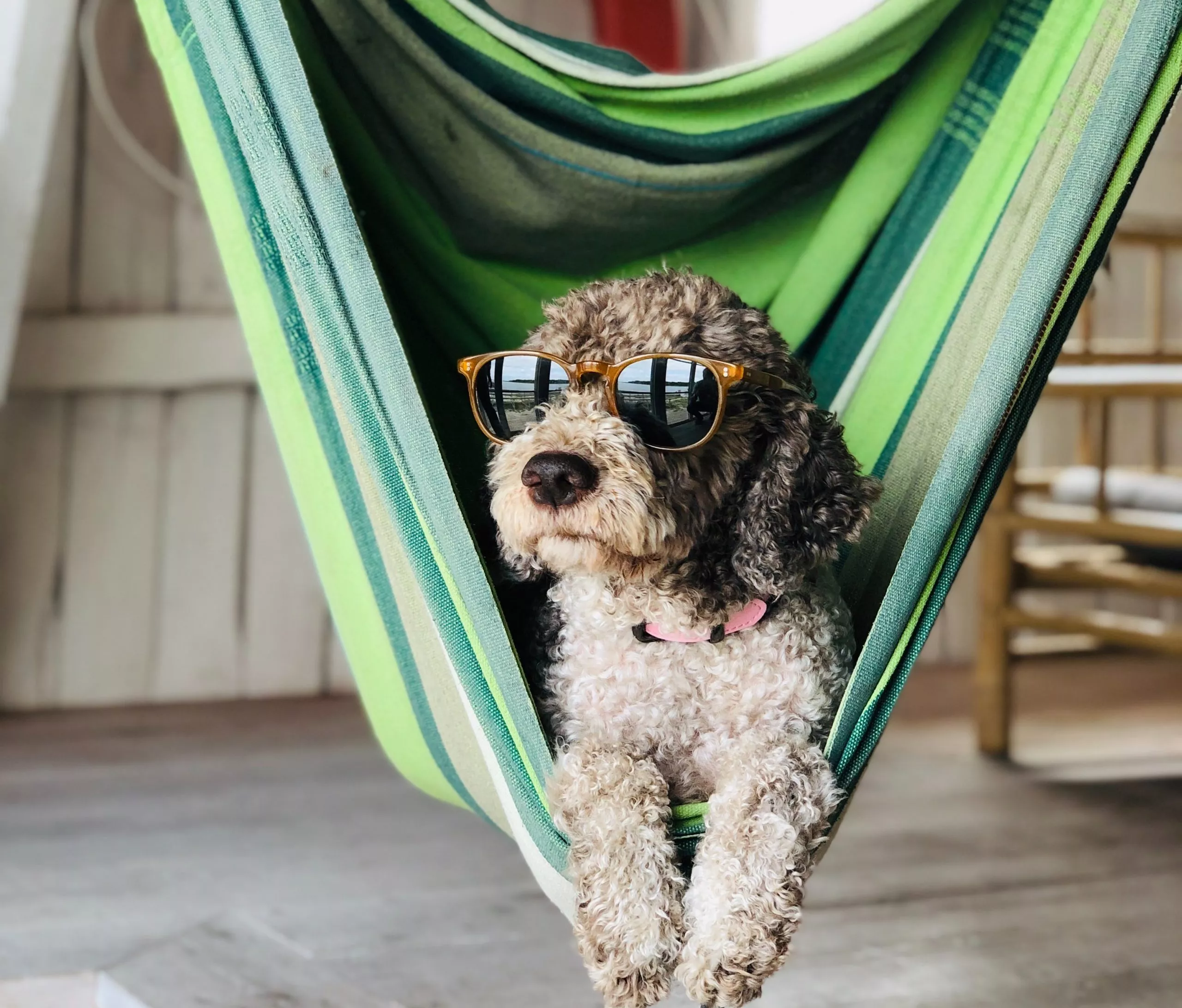 A Guide To Shopping For Hammocks | TAHAN Doggo on a hammock