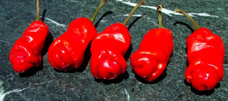 These 8 Weird Looking Plants Will Make You Go WTF, TAHAN, These 8 Weird Looking Plants Will Make You Go WTF,